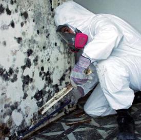 mold abatement technitian